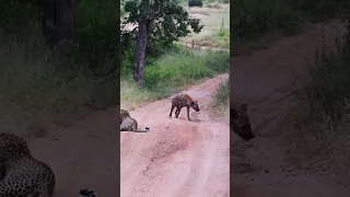 Hyena Makes Big Loop Around Leopard