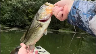 VA kayak bass fishing! #fishing #foryou #kayakfishing #bass (like and subscribe!)