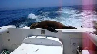 Hitchhiking sea lion