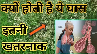 क्यों है ये घास इतनी नुकसानदायक  Parthenium grass and its causes  Congress ghas  Gajar घास