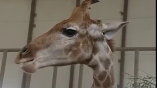 В старооскольский зоопарк привезли жирафа