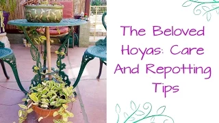 The Beloved Hoyas: Care & Repotting Tips For These Exotic Plants
