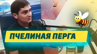 ПЧЕЛИНАЯ ПЕРГА – правильное применение и противопоказания