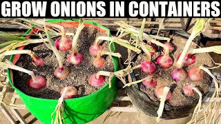 How To Grow Onions | SEED TO HARVEST