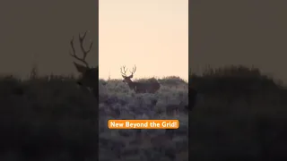 Hunt for Giant WY Mule Deer | NEW Beyond the Grid