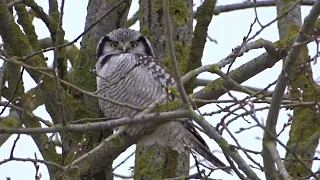 Raiboji pelėda / Surnia ulula / Northern Hawk-Owl