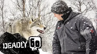 A Wolf Bites Steve! | Deadly 60 | BBC Earth Kids