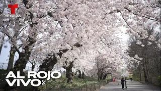 Cerezos del Parque Central de Nueva York florecen y cautivan con su belleza