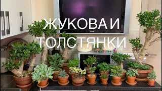 Крассулы Оваты,  и другие толстянки.)😁