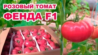 ФЕНДА F1 - СБОР УРОЖАЯ РОЗОВОГО ПОМИДОРА