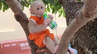 Cute Baby Monkey SUGAR Loves a Lunch on Tree