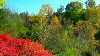 QUARRYHILL BOTANICAL GARDEN - BEAUTIFUL FALL COLORS - ERNESTO CORTAZAR - AFFAIR TO REMEMBER