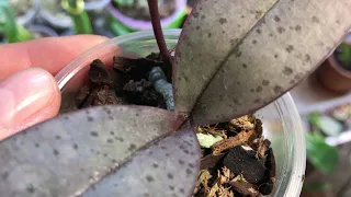 Клещ на орхидее