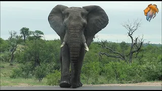 Incredible Wild Animal Encounters on African Wildlife Safari - 25/01/2021