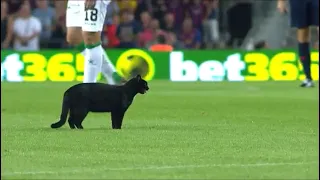 Gato negro en el Camp Nou