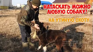 Собака для утиной охоты. Можно любую собаку натаскать