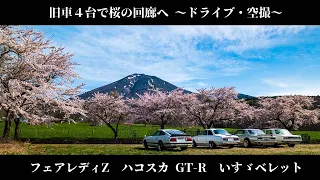 【ハコスカGT-R・フェアレディZ・ベレット】桜の回廊へ【空撮・ツーリング】