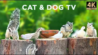 Cat TV for Cats to Watch - 10 Hours Little Birds & Palm Squirrels Fun - Forest Friends in 4K (UHD)