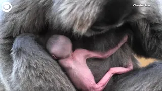 WEB EXTRA: Rare Gibbon Born