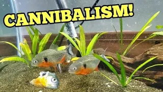 Buying MOST VICIOUS PIRANHAS For Home Aquarium