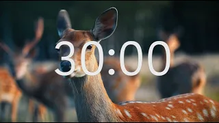 30 Minute Silent Timer: Animal Theme