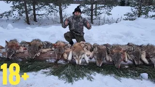 УБРАЛИ ВСЮ СТАЮ! Охота на Волка с флажками. wolf hunting.