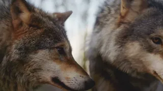 Majestic Wolves in 4K HDR - Unleashing the Power of Nature's Icons