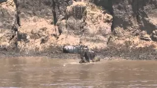 Kenya, Masai Mara, migration des gnous ou "crossing"