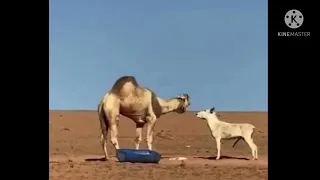A fight between a donkey and an angry camel