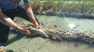 amazing fishing a fisherman skill catch fish a lots by best hand the evening