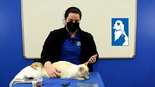 How to Safely and Easily Trim Your Cat's Nails