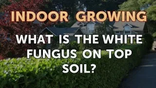 What Is the White Fungus on Top Soil?