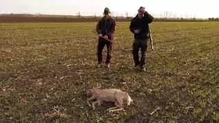Roebuck hunting in Hungary-Telekgerendás
