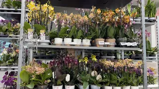 🌸 ПРОДАЖА ОРХИДЕЙ 20.09.23 Продажа редких орхидей. Ванды, Биг Липы, Орхидеи-БАБОЧКИ. Купить орхидею.