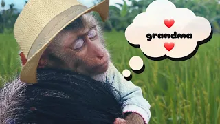 Compilation of adorable moments between monkey Lambo and her grandma