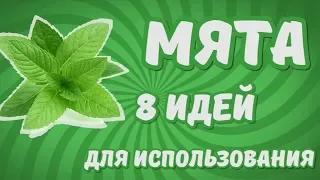 Мята: 8 идей что приготовить из мяты