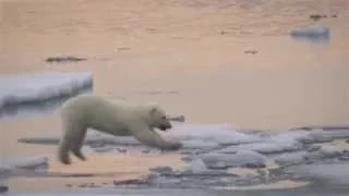 Baby Polar Bear Leaps Across Sea Ice In a Melting Arctic
