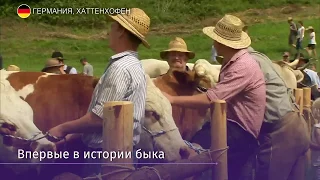 Скачки на быках прошли в Баварии