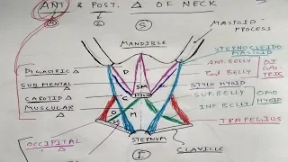 Anterior and Posterior Triangle of Neck | Head and Neck Anatomy | TCML Anatomy