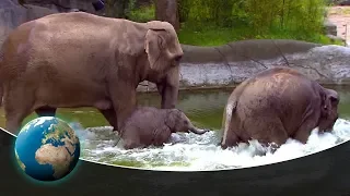 Cute & curious little fur friends - Poolparty in the elephant pond