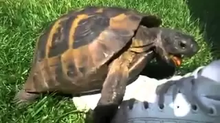 Turtle trying to hump a shoe.