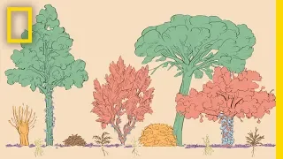 A Forest Garden With 500 Edible Plants Could Lead to a Sustainable Future | Short Film Showcase