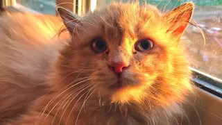 Rescue of a ginger cat. The cat is looking for a home / SANI vlog