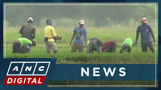 DSWD: We have enough money to assist rice retailers, farmers | ANC