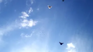Николаевские голуби.