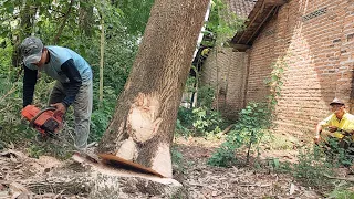 Cut down 2 trees near the house, Husqvarna 395xp chainsaw.