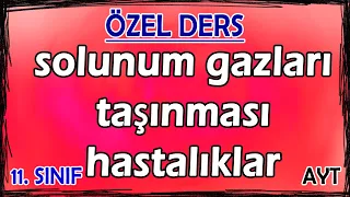 26) Solunum Sistemi 2 - Solunum Gazlarının Taşınması - Hastalıklar - Özel Ders (11. Sınıf)