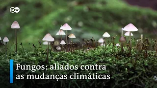 Como os fungos podem ser aliados contra a poluição e as mudanças climáticas?