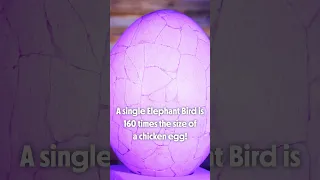 One single elephant bird egg could whip up an omelette equal to 160 chicken eggs!