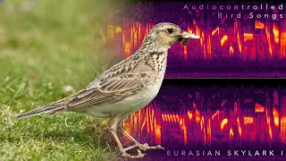 Audiocontrolled Bird Songs: Eurasian Skylark